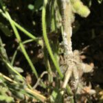 Description: Typical white mold signs include fluffy white mycelium growth on stem and petioles with sclerotia developing as the fungus matures.