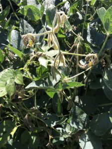 Description: Field displaying moderate white mold symptoms. Plant displaying typical white mold symptoms of wilting and premature senescence of leaves.