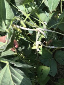 Description: Typical white mold signs include fluffy white mycelium growth on stem and petioles with sclerotia developing as the fungus matures.