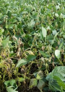 Description: Field displaying moderate white mold symptoms. Plant displaying typical white mold symptoms of wilting and premature senescence of leaves.