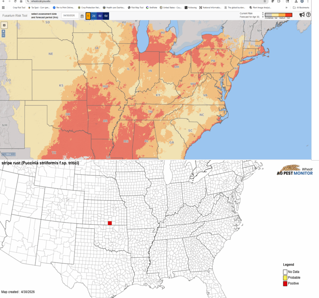 Fig 1. Wheat: Fusarium head blight risk map for moderately susceptible cultivar on 4/30/2026: http://www.wheatscab.psu.edu/  and wheat stripe rust tracking: https://cropprotectionnetwork.org/maps/wheat-stripe-rust