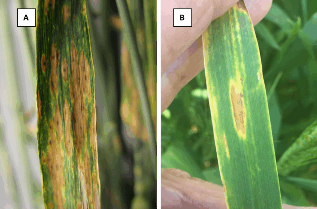 Figure 2. A) Elliptical, tan-brown lesions of Septoria tritici blotch,  and 2) tan spot leaf lesion on wheat. Image source: M. Burrows https://cropprotectionnetwork.org/encyclopedia/septoria-tritici-blotch-of-wheat and https://cropprotectionnetwork.org/encyclopedia/tan-spot-of-wheat