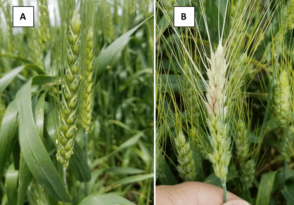 Figure 3. A) Wheat beginning to flower and B) Fusarium head blight infection. Photo credit: Darcy Telenko