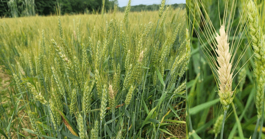 Figure 3. Wheat spikes showing bleached florets affected by scab.