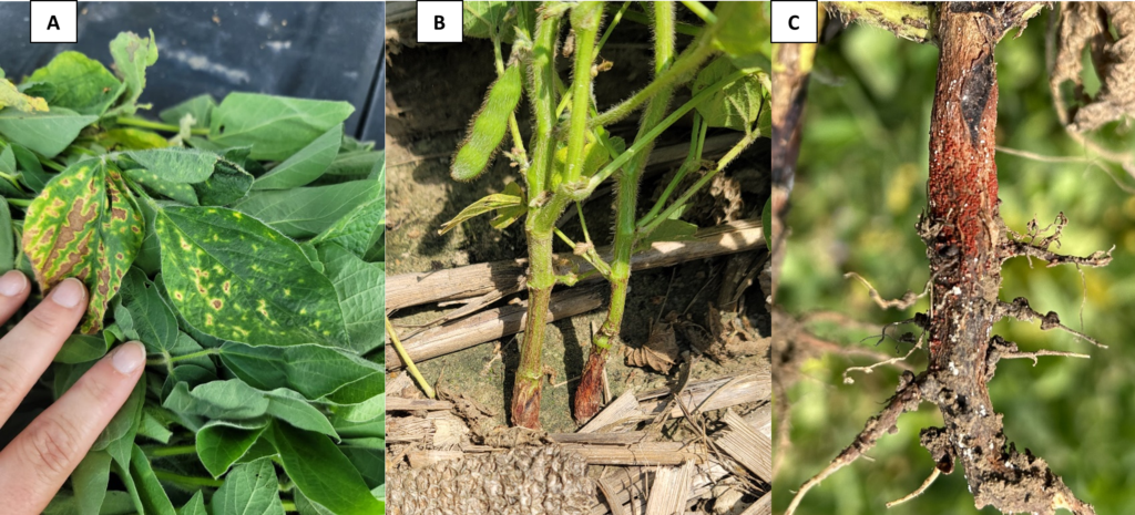 Figure 1. A: Foliar symptoms of red crown rot (chlorosis, interveinal necrosis and chlorosis), B. red discoloration at the crown of the soybean plants in the field; C: red, spherical perithecia forming on crown and stem. Photo credits: Darcy Telenko