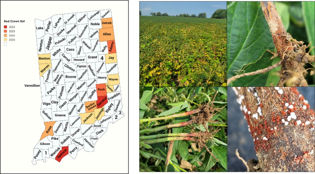 Figure 2. Map of confirmed counties with red crown rot in Indiana. Discolored patch of soybean plants infected by red crow rot, red discoloration at the soil-line and red, spherical perithecia forming on outer surface of soybean crown. Photo credit: Darcy Telenko