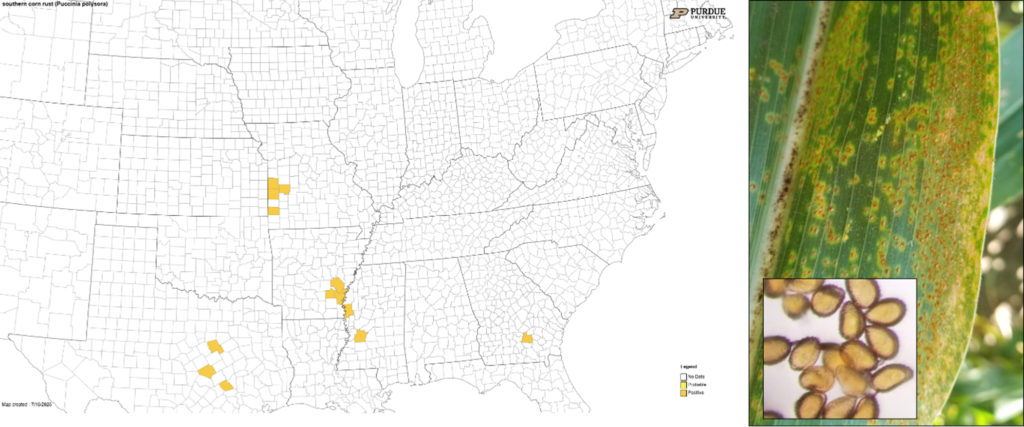 Figure 6. Distribution of southern rust in U.S. on July 16, 2026, orange counties are positive and yellow counties are probable (https://corn.ipmpipe.org/southerncornrust/) and an example of southern rust pustules on a corn leaf and diagnostic spores. Photo credits: Darcy Telenko and John Bonkowski.