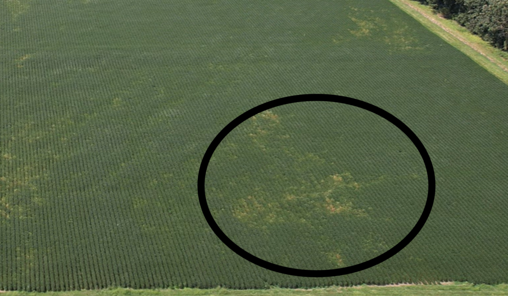 Figure 2. An aerial image from a soybean field showing a suspect patch of concern. Plants were examined from this patch to try to determine if SDS or other issue. It turned out to be red crown rot.  Image courtesy of Joel Wahlman, Southeast Purdue Ag Center.