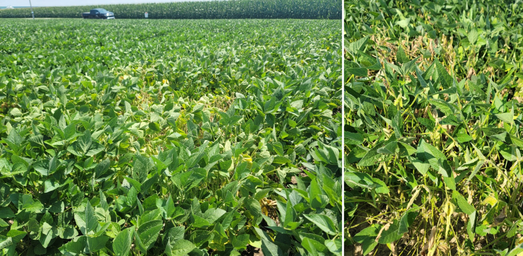 Figure 3. An example of plants exhibiting symptoms that warrant further examination to determine the cause. Affected plants appear chlorotic (yellowed), with leaves showing interveinal chlorosis and necrotic lesions. Some leaves are beginning to curl, and several plants exhibit wilting during the hottest part of the day, consistent with reduced root function. Photo credits: Darcy Telenko