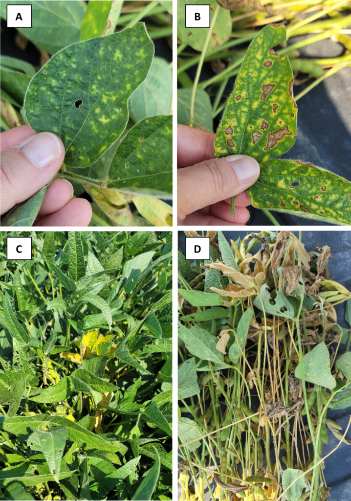 Figure 4. Foliar symptoms of red crown rot in the soybean canopy. A - Foliar symptoms often begin with subtle yellowing flecking (chlorosis) of the leaves; B - As the disease progresses, chlorotic and necrotic lesions develop between the leaf veins (interveinal chlorosis and necrosis), followed by browning and death of the affected tissue. C and D - On individual plants, leaves may exhibit a combination of yellow and brown interveinal lesions, along with leaf curling and wilting during the hottest part of the day as root function declines. These symptoms can closely resemble those of sudden death syndrome (SDS) and brown stem rot, making examination of the lower stem and roots essential for an accurate diagnosis. Photo credits: Darcy Telenko