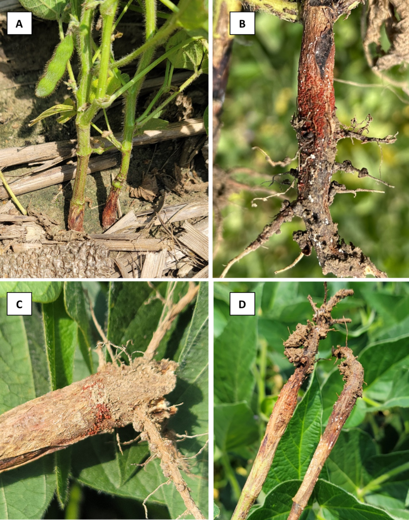 Figure 5. Red crown rot crown and root symptoms. A - Characteristic red discoloration at the crown of soybean plants near the soil line, often referred to as the "red crown" symptom; B - Close-up of the crown and lower stem showing small, bright red, spherical fungal fruiting bodies (perithecia) developing on the stem surface, a distinctive sign of red crown rot caused by Calonectria ilicicola. C- An additional example of red, spherical perithecia forming on crown of soybean; D – the “pencil root” symptom, as red crown rot progresses, the lateral roots rot away, leaving only a thin, darkened taproot that resembles a pencil and reflects the severe root deterioration caused by this pathogen.  Photo credits: Darcy Telenko