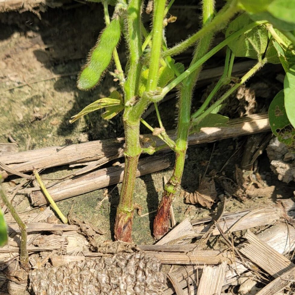 Red crown rot lesion at soil-line on soybean