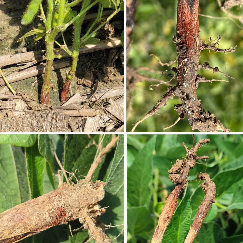 Red crown rot of soybean