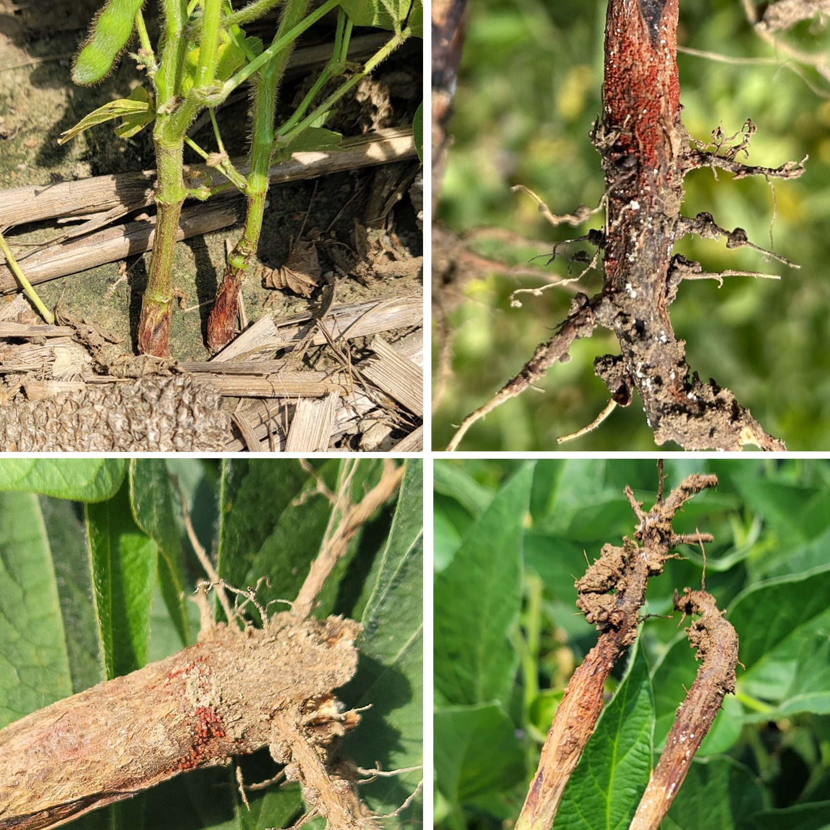 Red crown rot of soybean