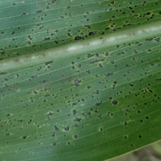 Tar Spot