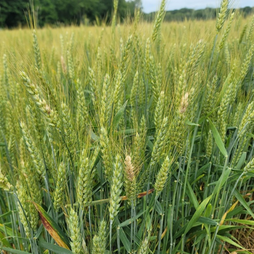 wheat image